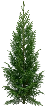 Slender Hinoki Cypress cut-out illustration
