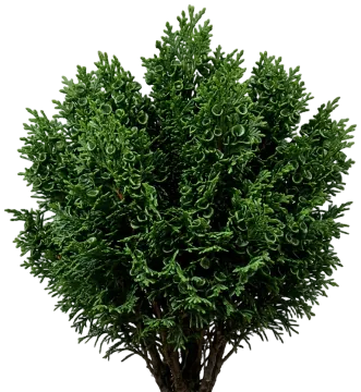 Nana Gracilis Hinoki Cypress cut-out illustration