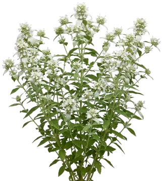 Hoary Mountain Mint cut-out illustration