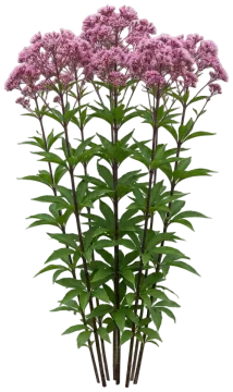 Hollow Joe Pye Weed cut-out illustration