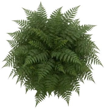 Holly Fern cut-out illustration