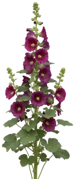 Chater's Double Violet cut-out illustration