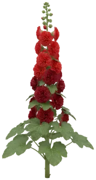 Chater's Double Red cut-out illustration