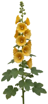 Chater's Double Yellow cut-out illustration