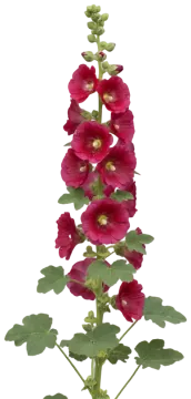 Hollyhock cut-out illustration
