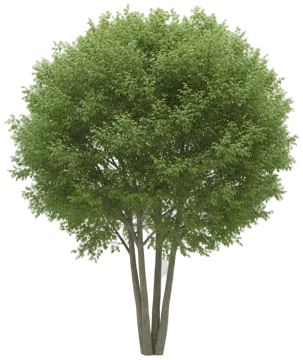 Honeylocust cut-out illustration