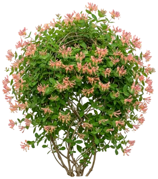 Coral Star Honeysuckle cut-out illustration