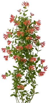 Coral Honeysuckle cut-out illustration