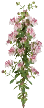 Goldflame Honeysuckle cut-out illustration