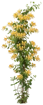 Scentsation Honeysuckle cut-out illustration