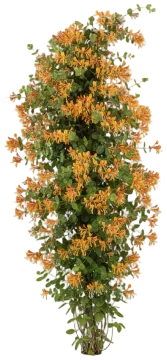Honeysuckle cut-out illustration