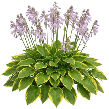 Aureo Marginata Hosta cut-out illustration