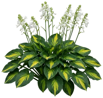 Avocado Hosta cut-out illustration