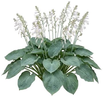 Big Daddy Hosta cut-out illustration