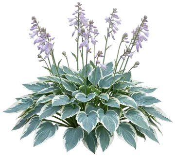 Blue Ivory Hosta cut-out illustration