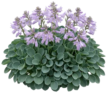 Blue Mouse Ears Hosta cut-out illustration