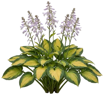 Captain Kirk Hosta cut-out illustration