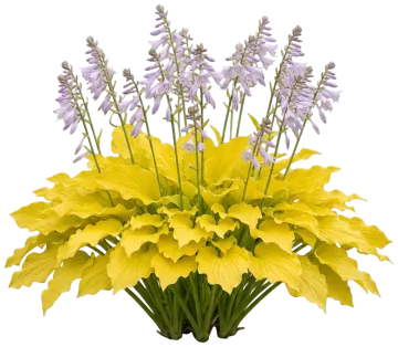Dancing Queen Hosta cut-out illustration