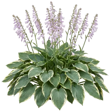 Earth Angel Hosta cut-out illustration