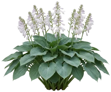 Elegans Hosta cut-out illustration