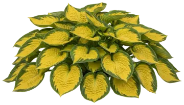 Gold Standard cut-out illustration