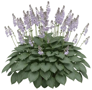 Hosta cut-out illustration
