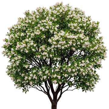 Howard McMinn Manzanita cut-out illustration