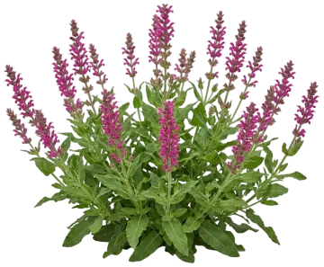 Hummingbird Sage cut-out illustration