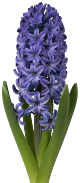 Hyacinth cut-out illustration