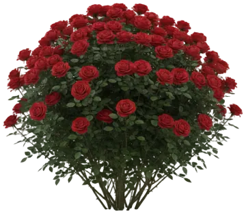 Hybrid Tea Rose cut-out illustration