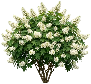 Alice Oakleaf Hydrangea cut-out illustration