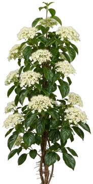 Barbara Ann Climbing Hydrangea cut-out illustration