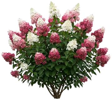 Berry White Hydrangea cut-out illustration