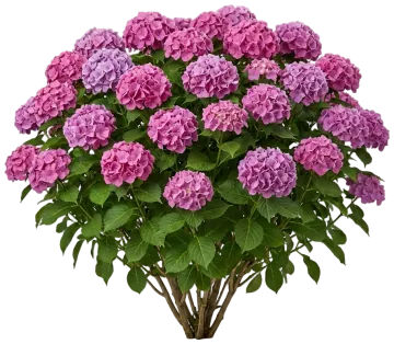 BloomStruck Hydrangea cut-out illustration
