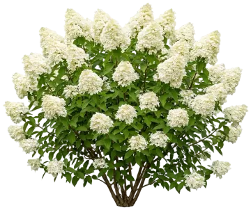 Bobo Hydrangea cut-out illustration