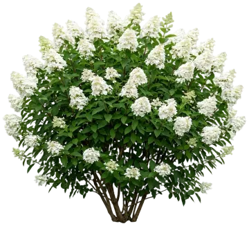 Dragon Baby Hardy Hydrangea cut-out illustration