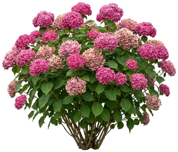 DreamScape Hydrangea cut-out illustration