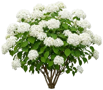 Endless Summer DreamCloud Hydrangea cut-out illustration