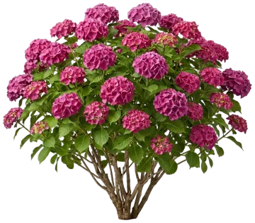 Endless Summer Summer Crush Hydrangea cut-out illustration