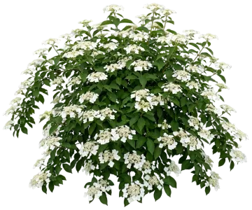 Fairytrail Bride Hydrangea cut-out illustration