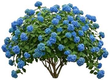 Fairytrail Fresco Cascade Hydrangea cut-out illustration