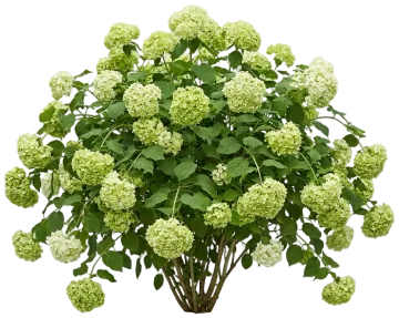 Fairytrail Green Cascade Hydrangea cut-out illustration