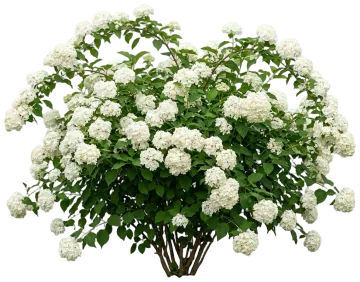 Fairytrail White Cascade Hydrangea cut-out illustration