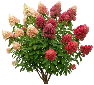 Fire Light Hydrangea cut-out illustration
