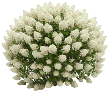 PeeGee Hydrangea cut-out illustration