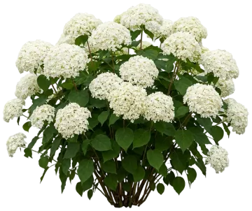 Incrediball Hydrangea cut-out illustration