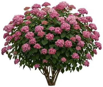 Invincibelle Spirit II Hydrangea cut-out illustration
