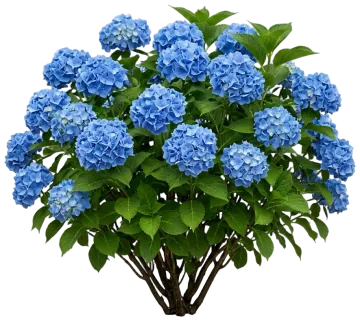 Let's Dance Rhythmic Blue Hydrangea cut-out illustration