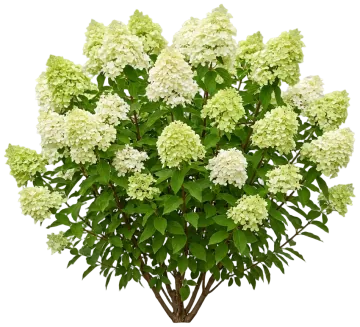 Little Lime Hydrangea cut-out illustration