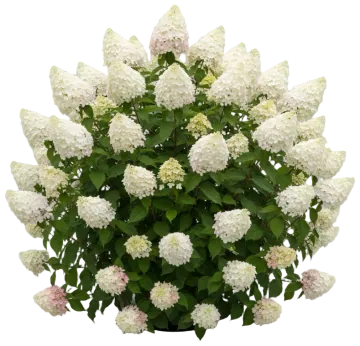 Magical Candle Hydrangea cut-out illustration